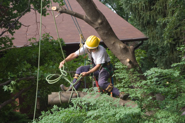 Best Utility Line Clearance  in Hauula, HI
